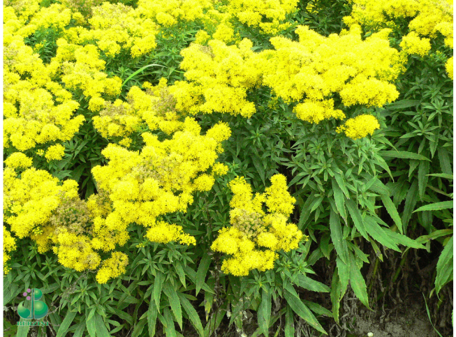 Solidago   'Goldenmosa'